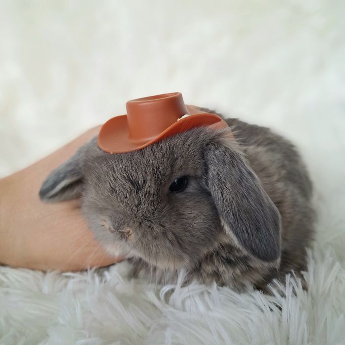 Króliki mini lop królik mini lop z dokumentacją