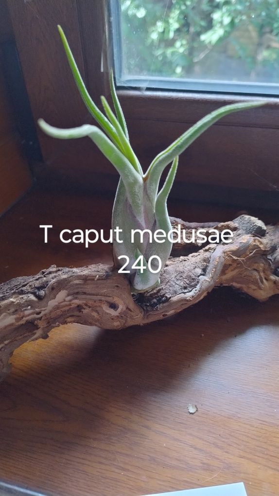 Тілландсія caput medusae