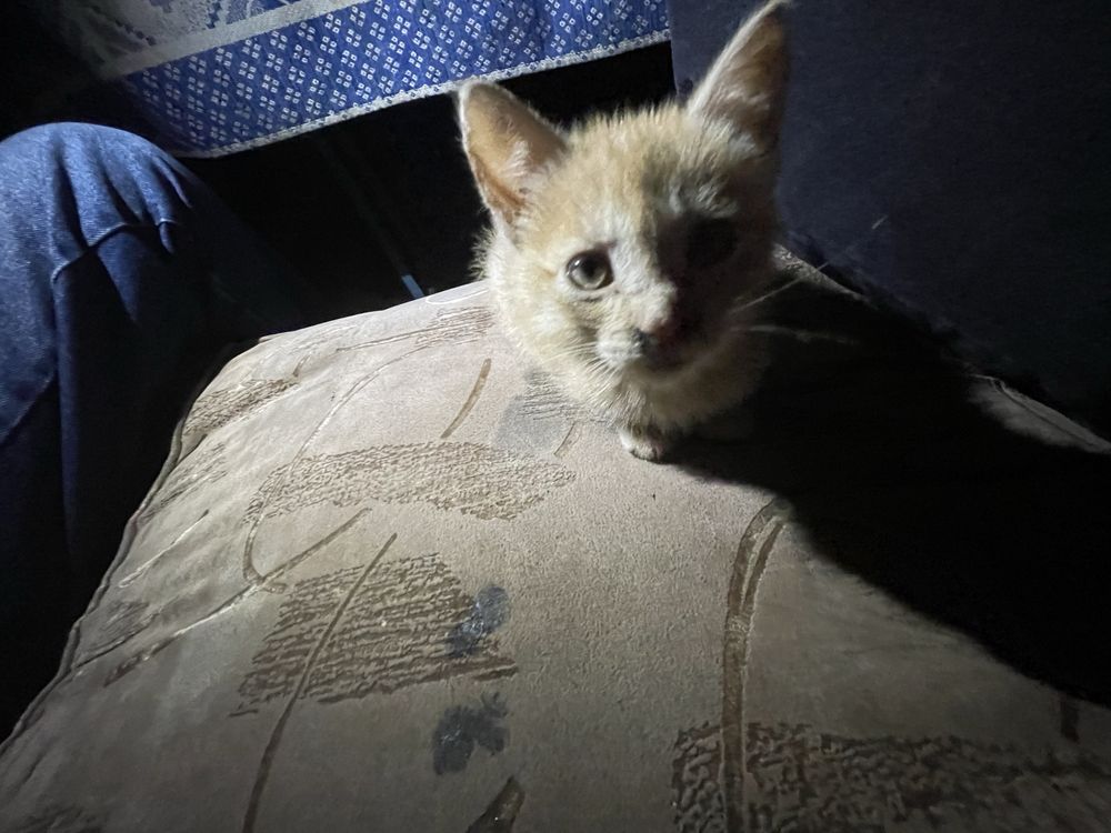 Котик відамо в добрі руки дівчинка