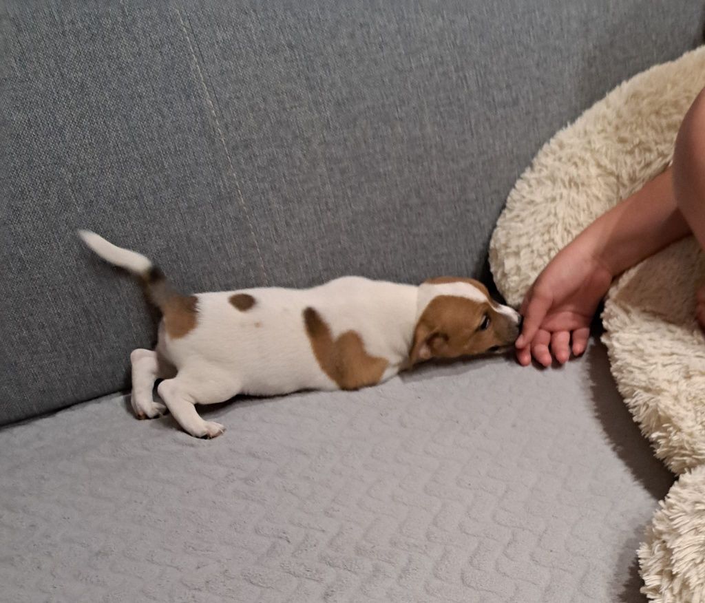 Jack russell terrier