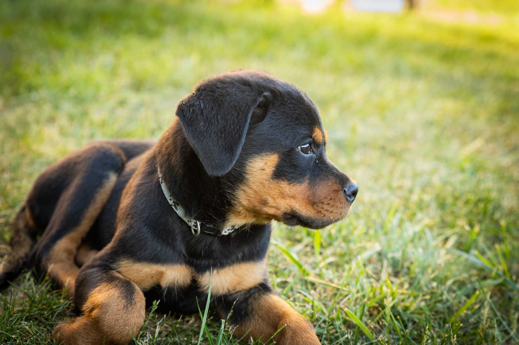 Rottweiler FCI szczenie