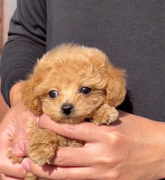 Милий хлопчик мальтіпу (найдрібніший з виводку)