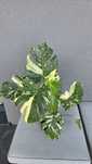 Monstera Thai Constellation