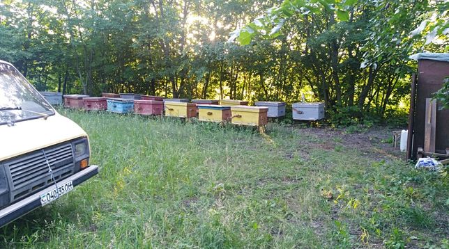 Пчелосемьи с уликами