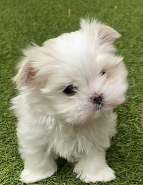 Bichon maltes linda femea  mini