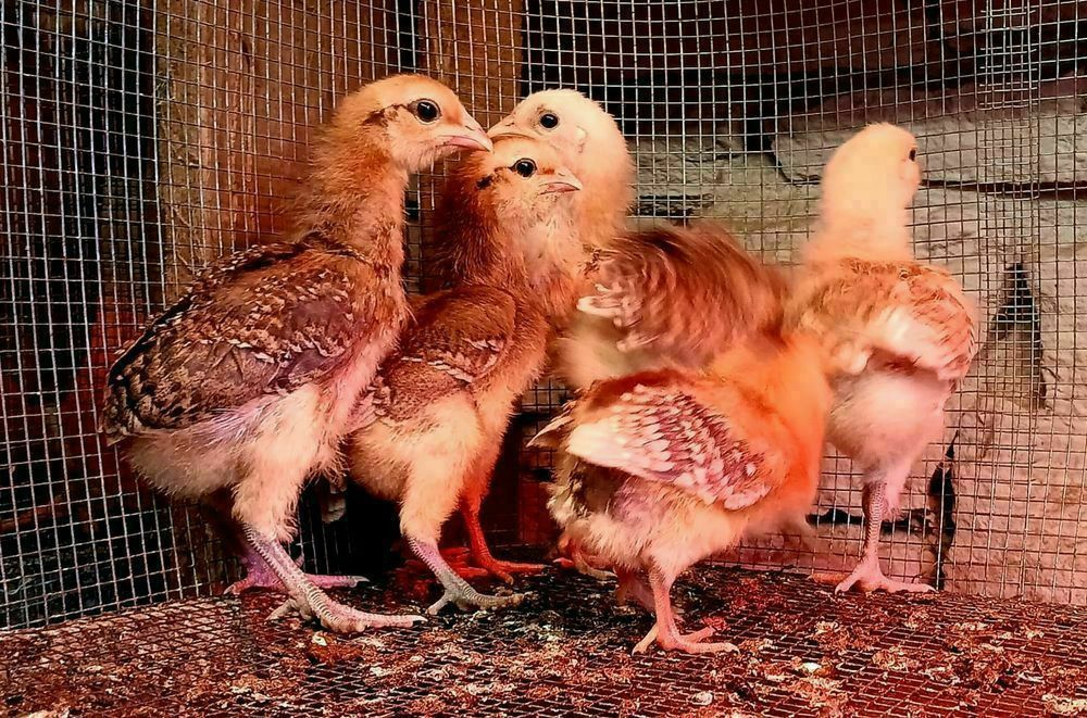 Kura kury aracuany naturalne ekologiczne araucany pisklaki araucany ku