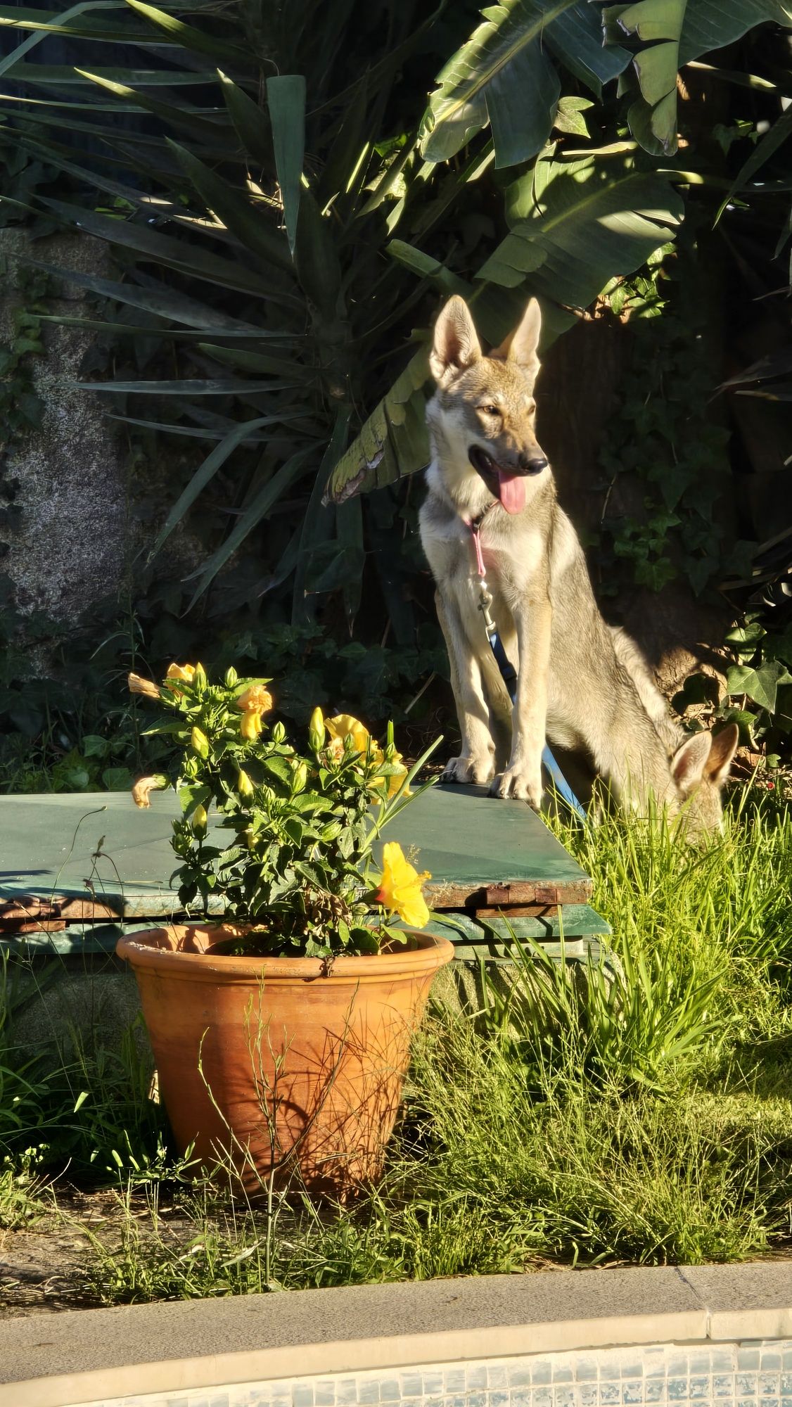 Cão lobo Checoslováco com LOP