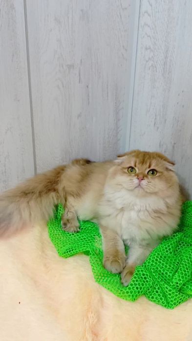 Золота шиншила шотландська висловуха дівчинка