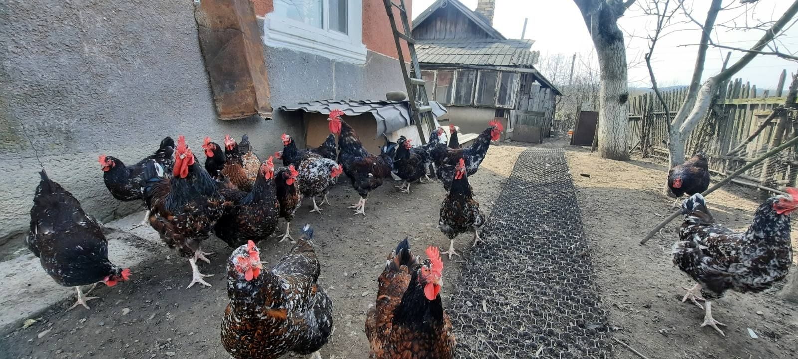Інкубаційне яйце Лівенська ситцева.