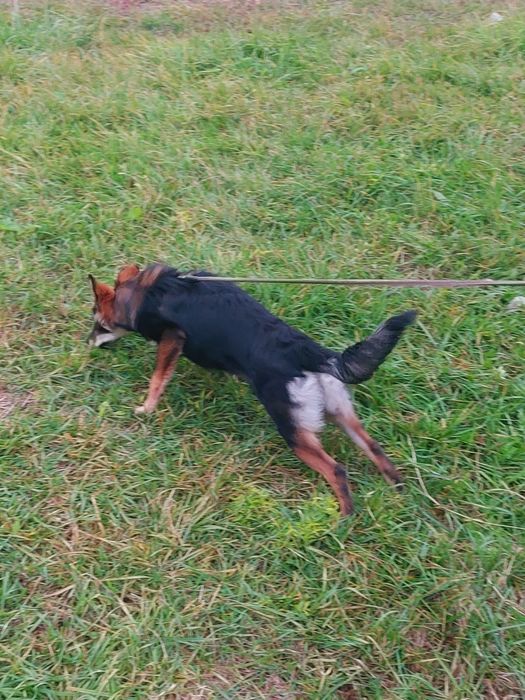 Отдаю собаку бесплатно СРОЧНО!!!