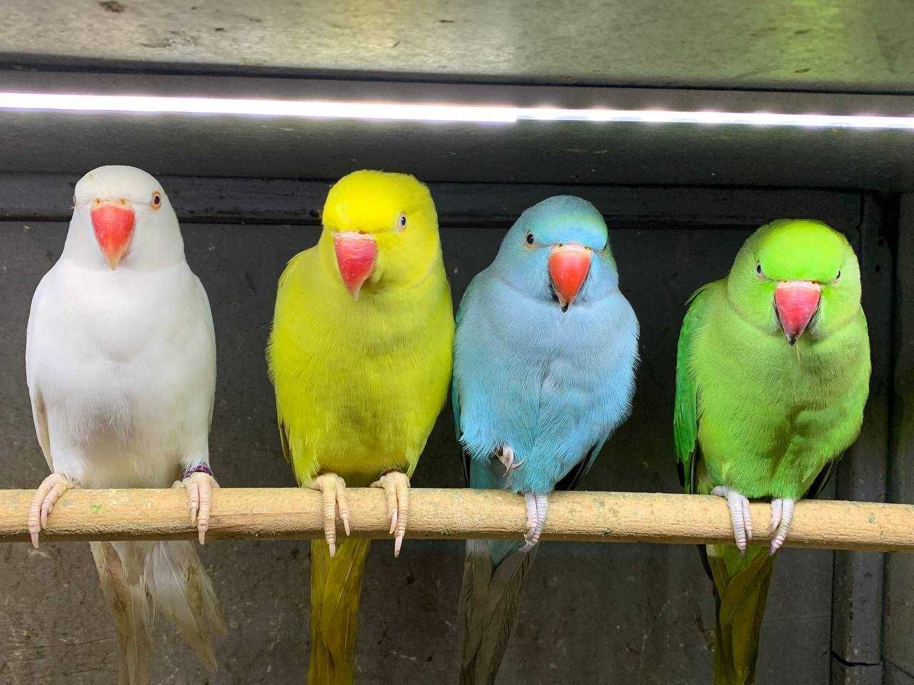 Александрийские попугаи выкормыши - рай для всей семьи