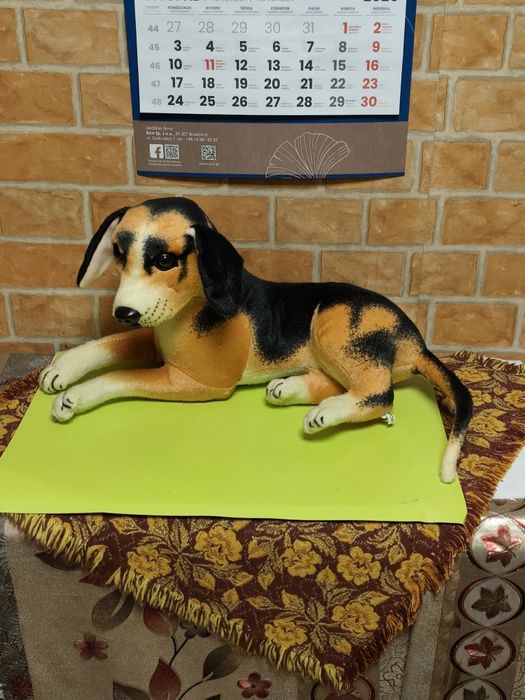 Maskotka pies Beagle leżąca.