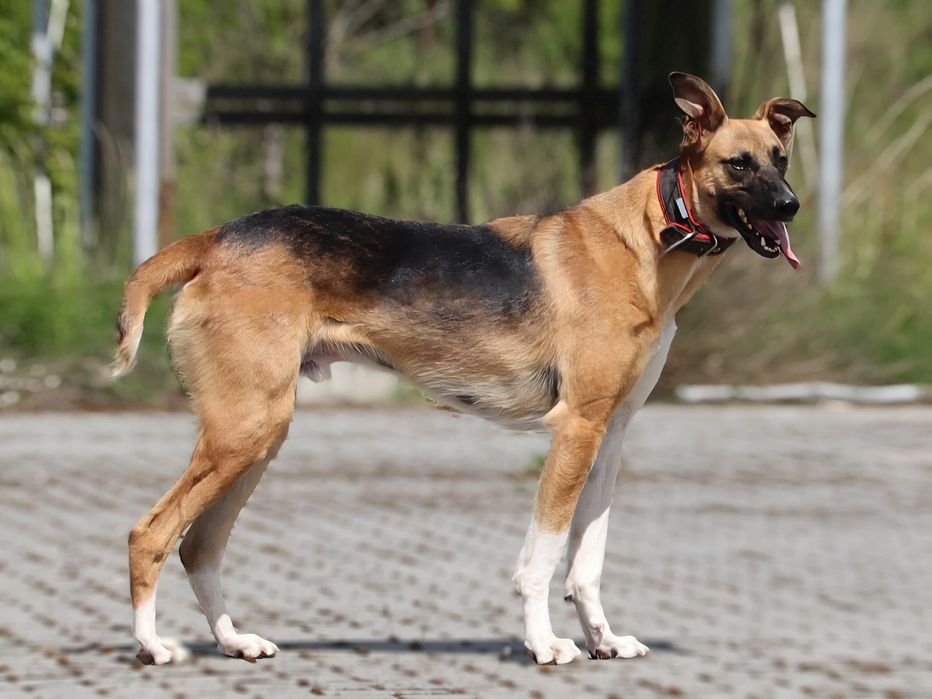 Strauss - przystojny młodzieniec szuka kochającego domu