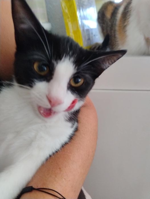 Rodzeństwo szuka domu