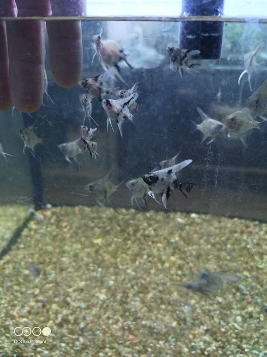 Escalar juvenis (criação própria)