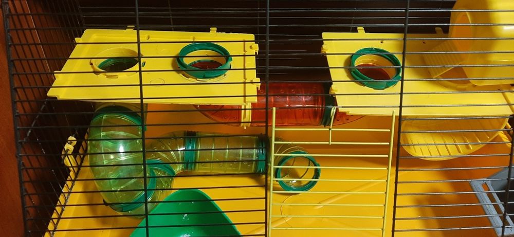 Щур, крыса, криса Дамбо Хаскі,  різні кольори  + клітка, гамак