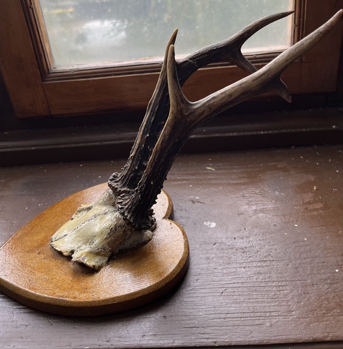 Продаються роги карпатського оленя та косулі