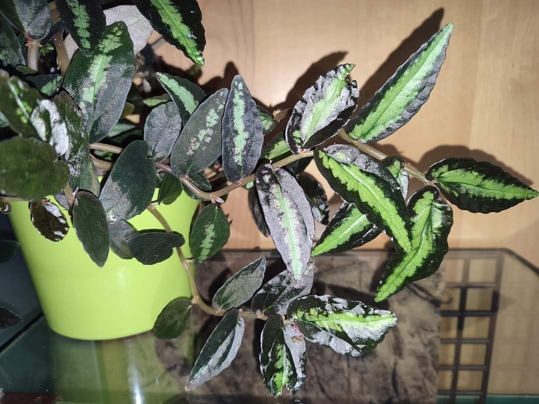 Pellionia repens i pulchra rośliny o barwnych lisciach do terrarium