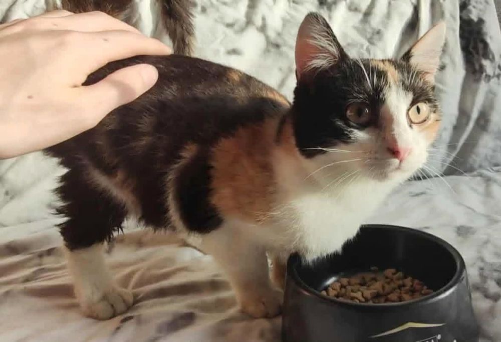 Piękna tricolorka szuka domku