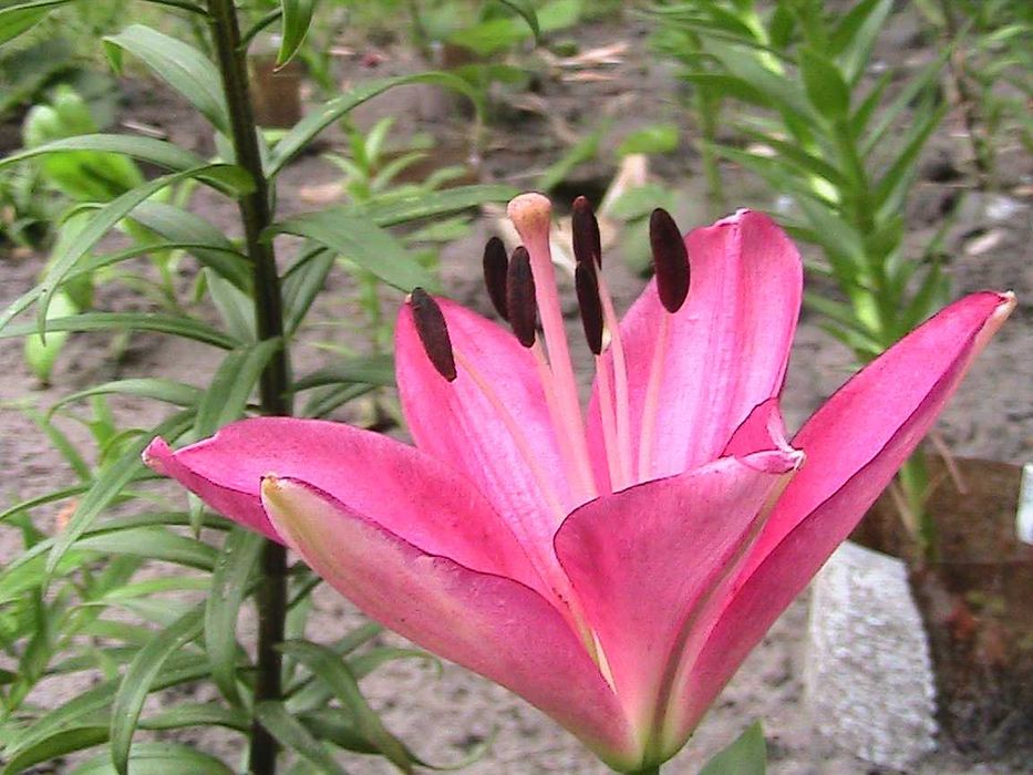 элитные лилии в саду