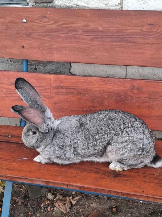 Sprzedam króliki olbrzym belgijski !