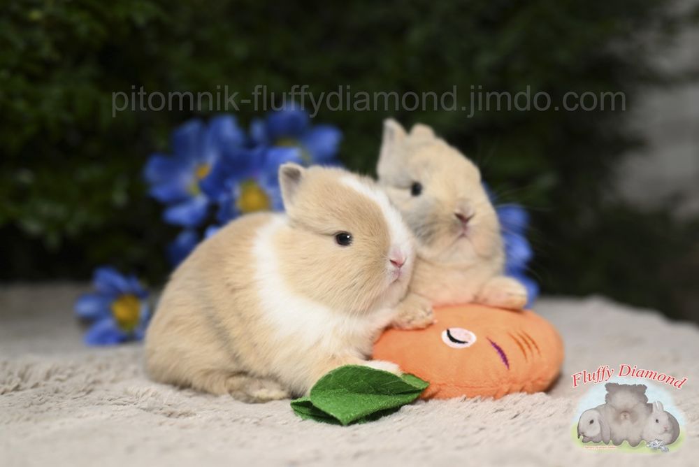 Нідерландський карлик. Кролик з маленькими вушками.