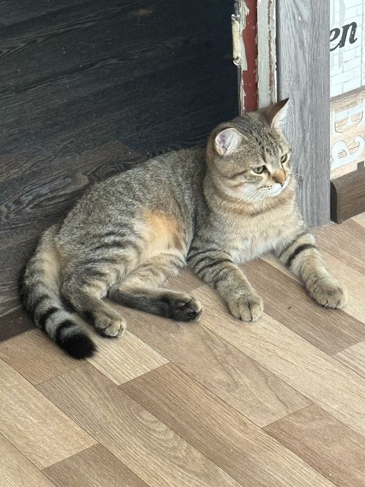 Котик смесь британца и полосатого