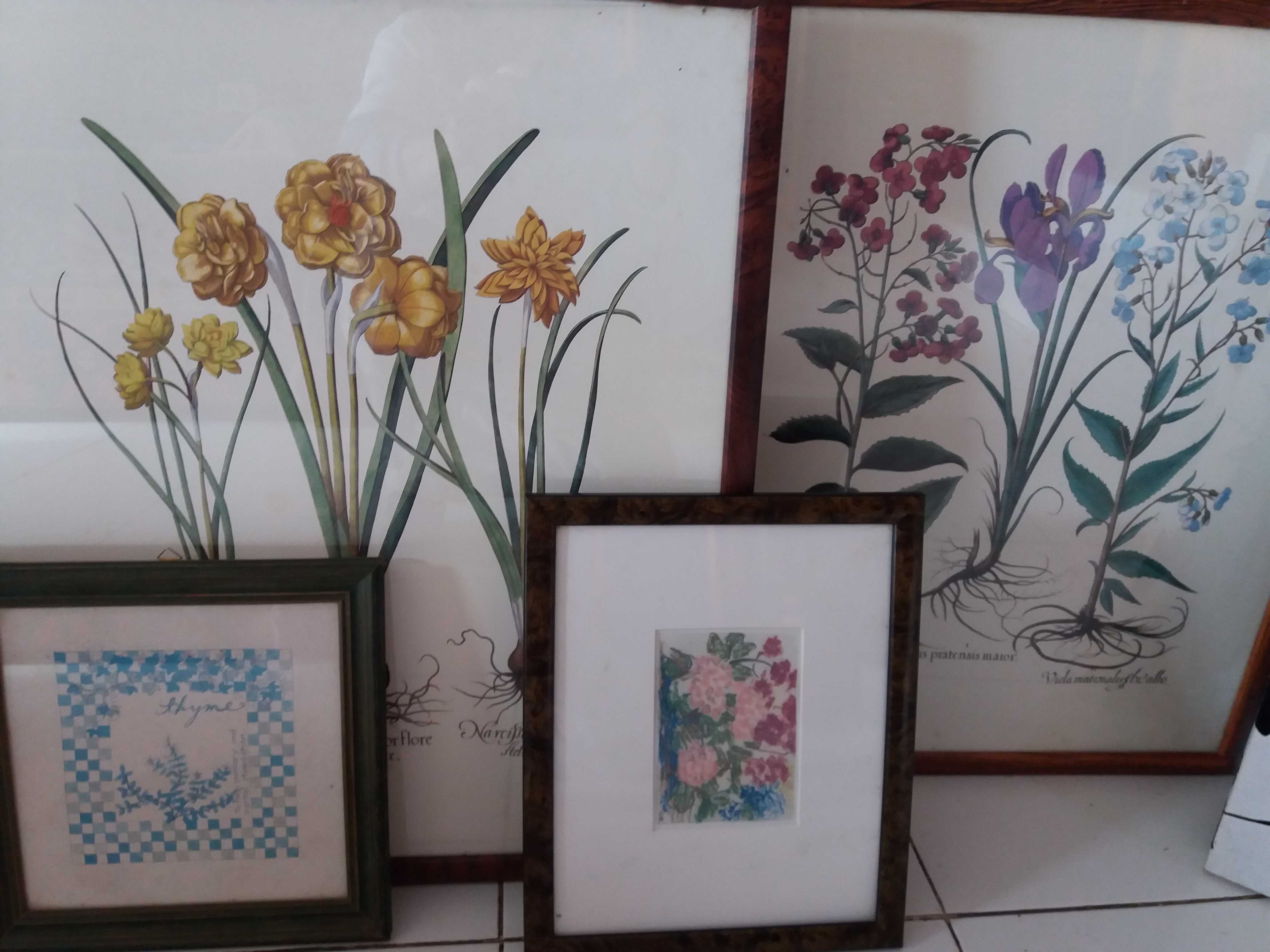 Quadros  louças plantas decorativas