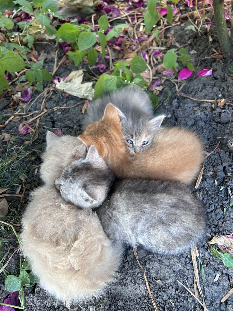 КОТИКИ, Чернівці та область