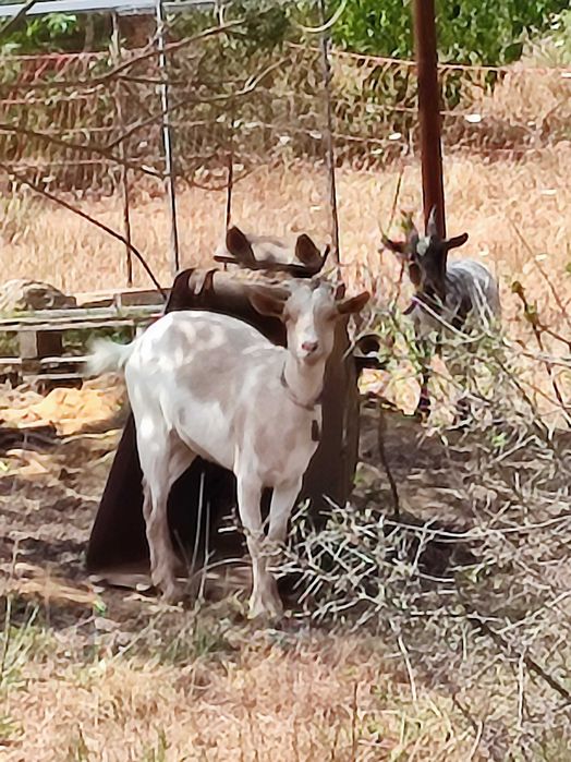 Cabras anãs da África Ocidental para venda.