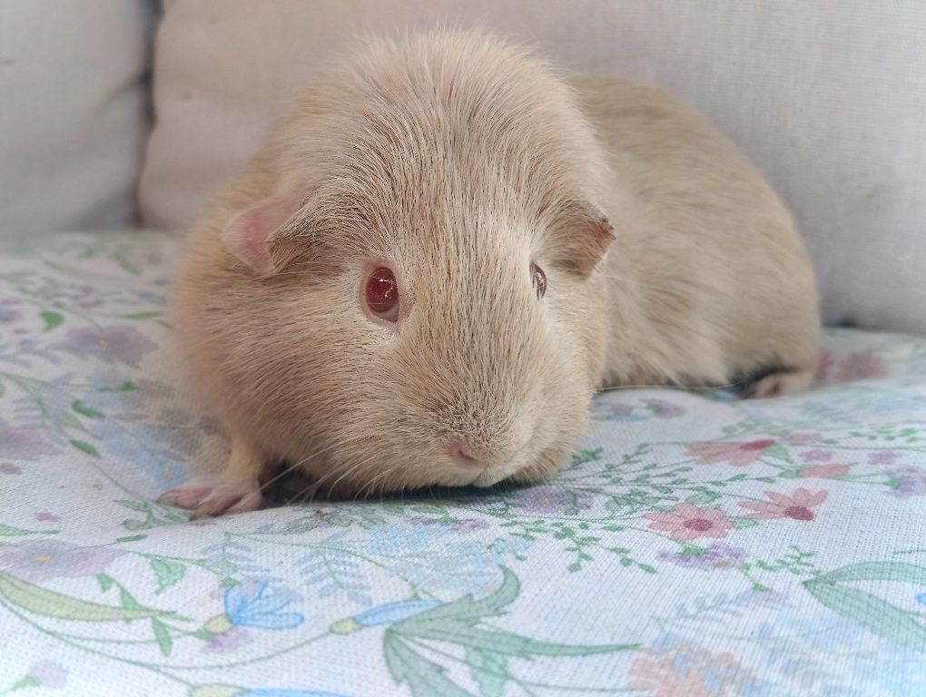 Self lilac świnka morska ,cavia domowa