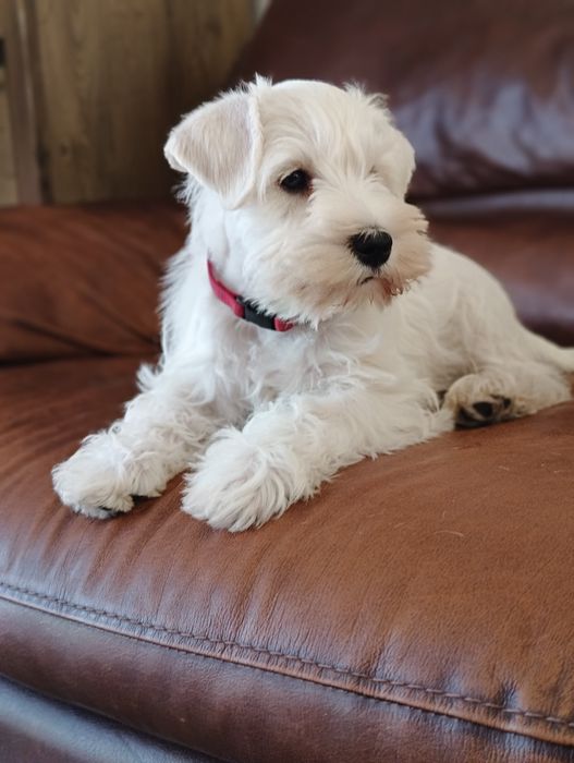 Sznaucer miniaturowy biały