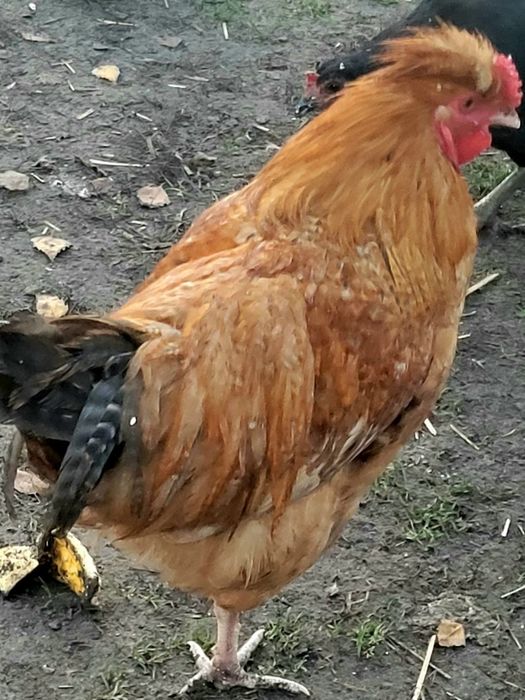 Koguty z własnej hodowli