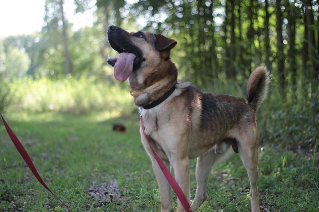 Duży, piękny, silny pies do adopcji