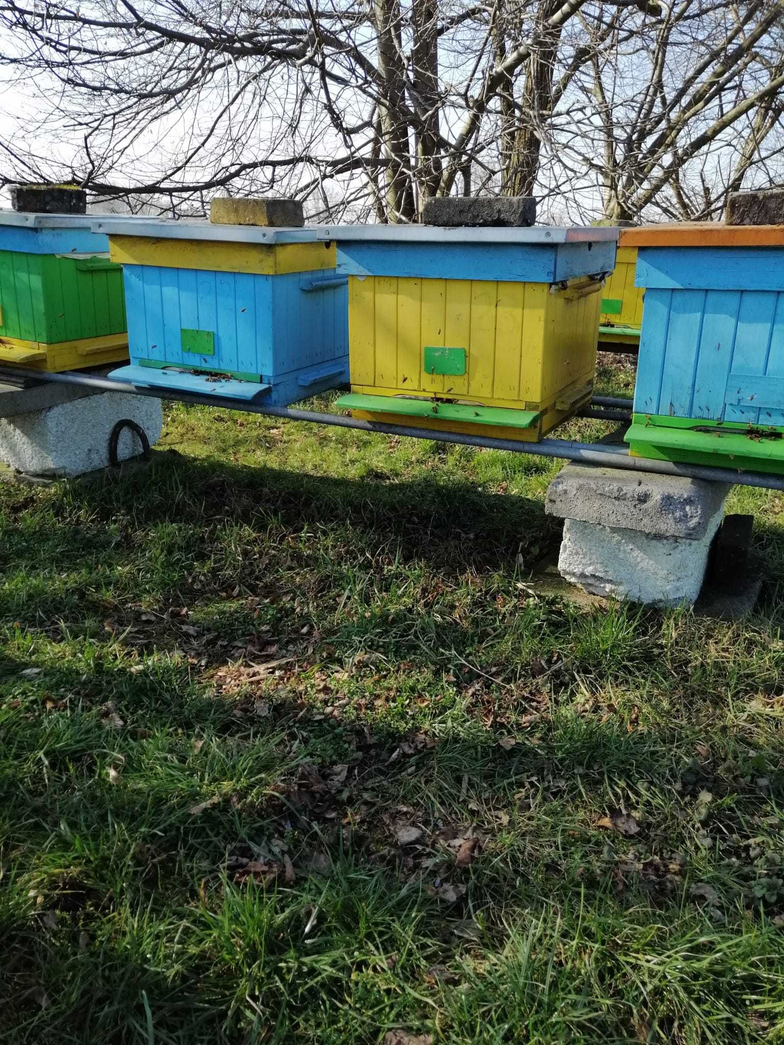 ule wielkopolskie 8 szt.