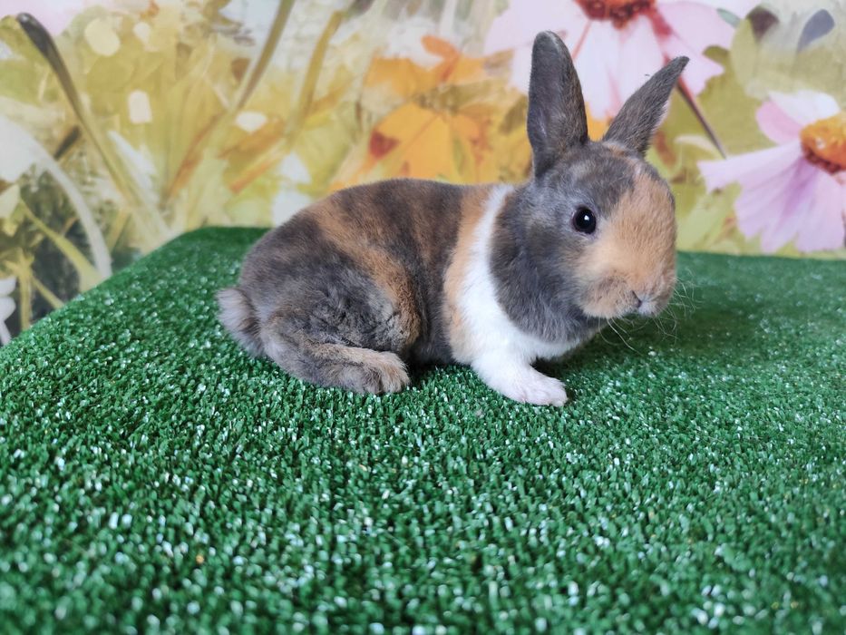 PIĘKNY Mini Rex królik miniaturka Karzełek tri kolor