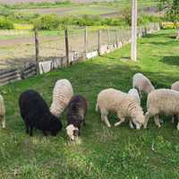 Барани, вівці від 3х до 6 місяців