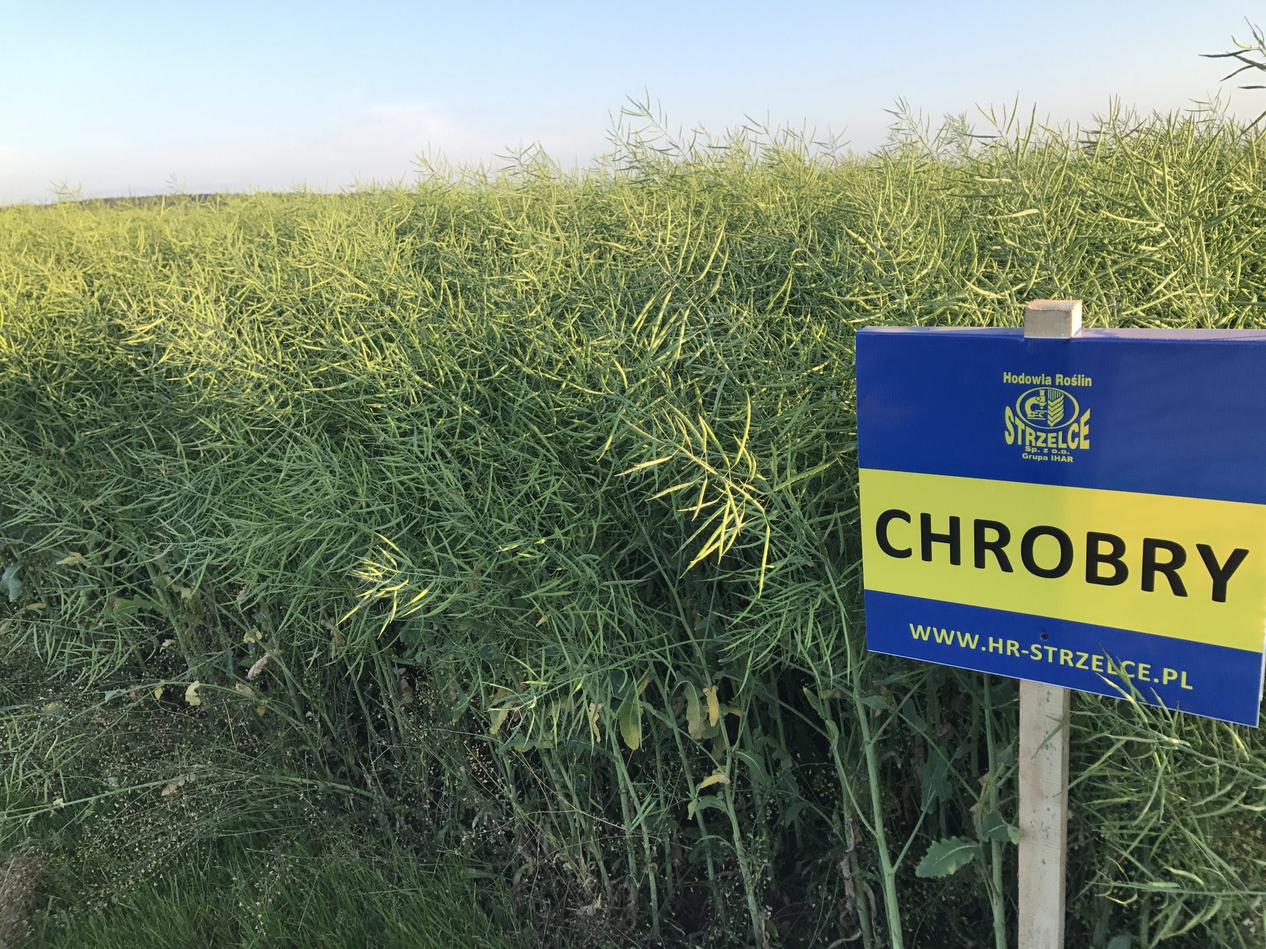 Rzepak ozimy Chrobry C/1 (2 mln nasion) - Zimotrwały rzepak !