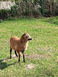 Owce kamerunskie owieczki
