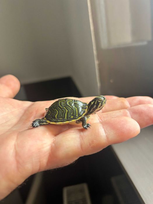 Zółw wodno lądowy - hieroglifowy oraz inne zestaw  - transport