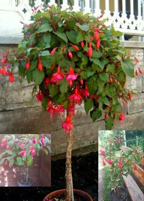 Фуксия деревовидна/легка в уході