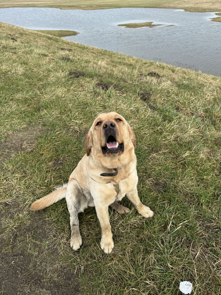 Labrador Retriever reproduktor