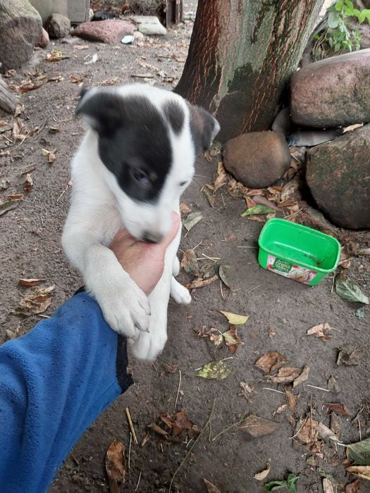 Szczeniak piesek rezerwacja