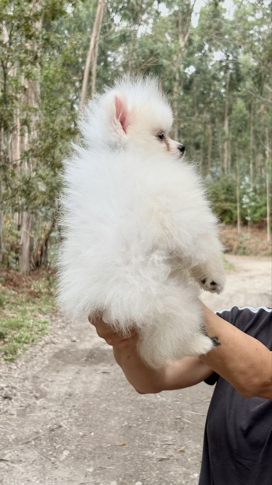 Lulu da Pomerânia Anão / spitz