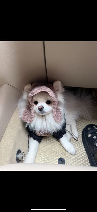 Злучка померанського шпіца, шукаємо пару для шпіца