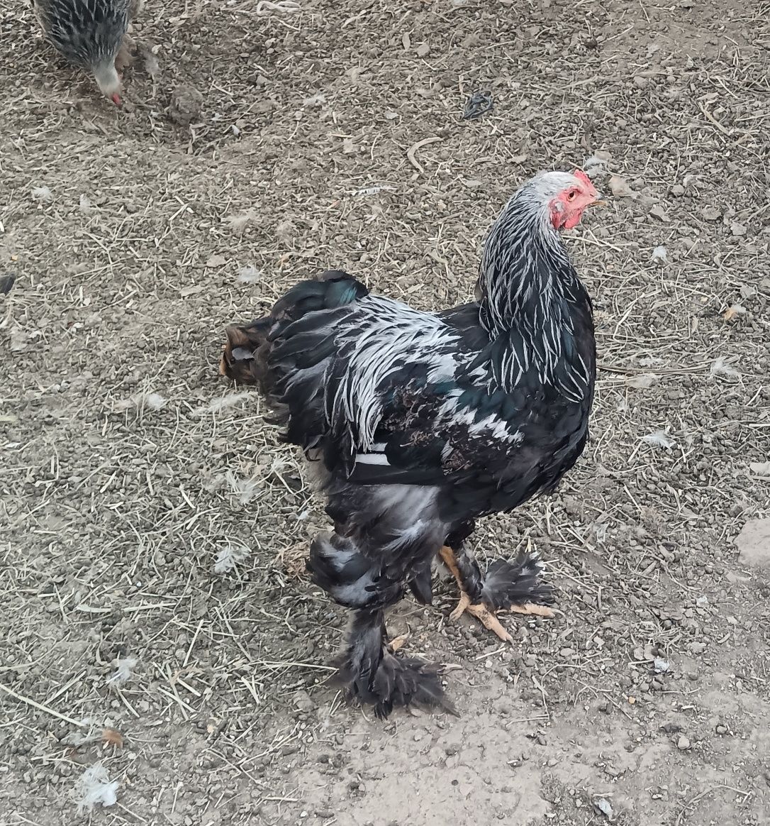 Galo brahma dark