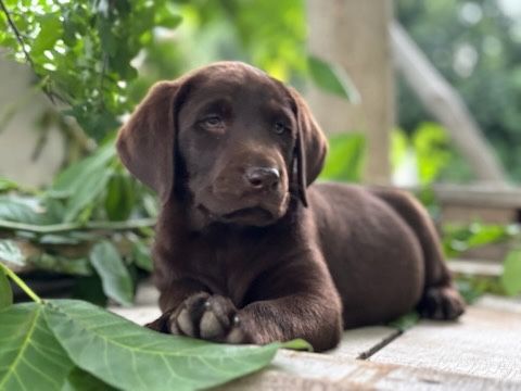 Labrador retriever piesek