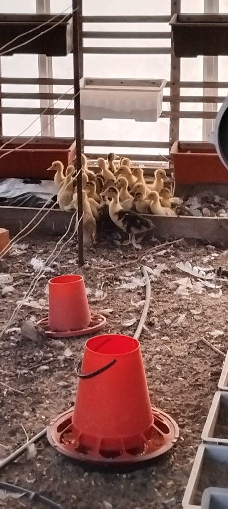 Patos mudos várias idades
