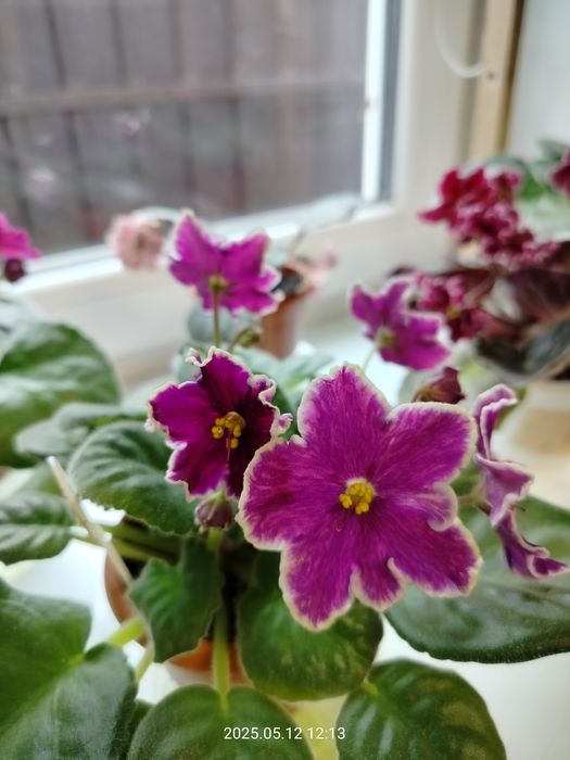 Пропоную обмін фіалками/листям