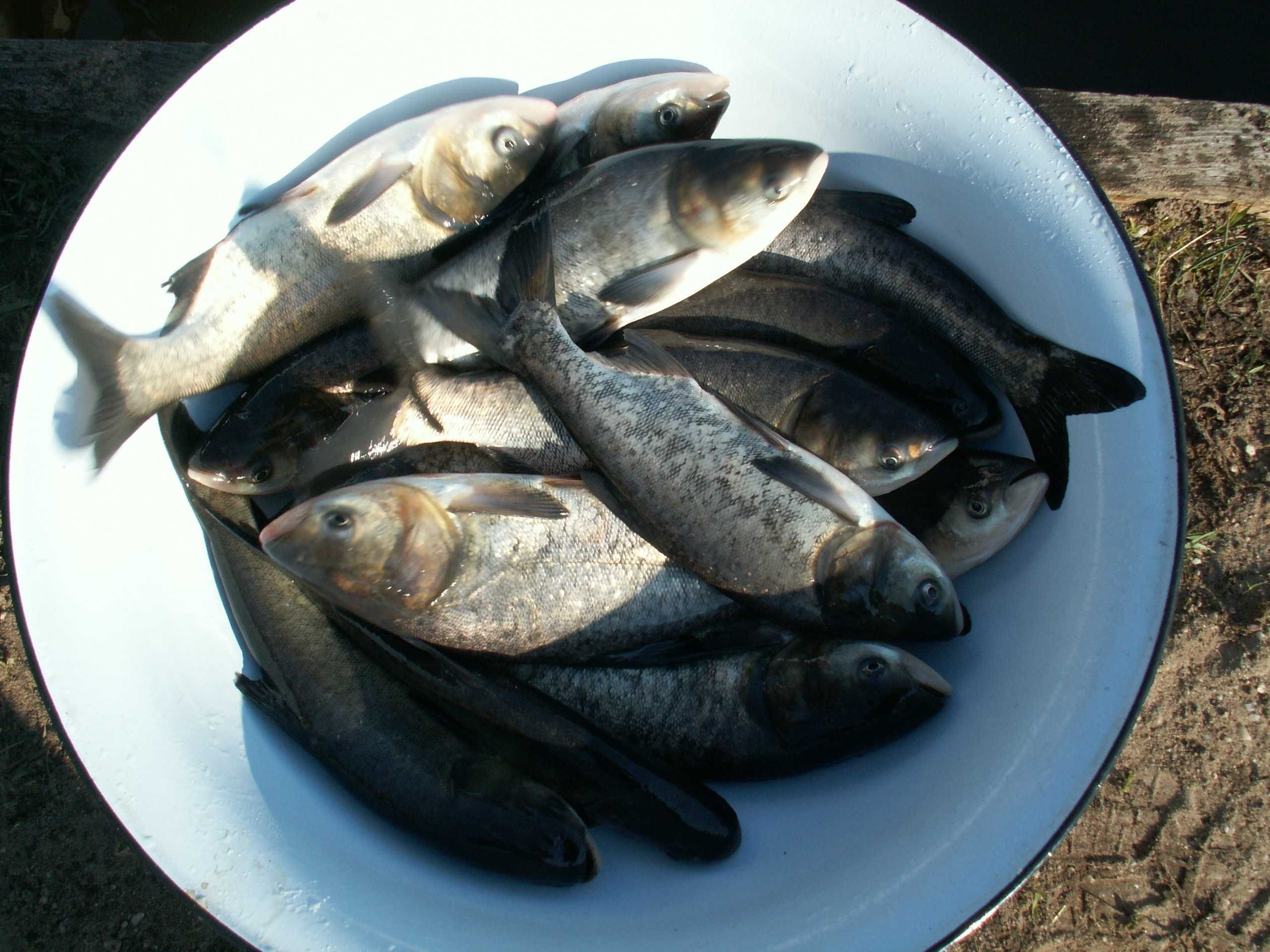Tołpyga, karp, kolorowe karpie koi, karasie kolorowe.